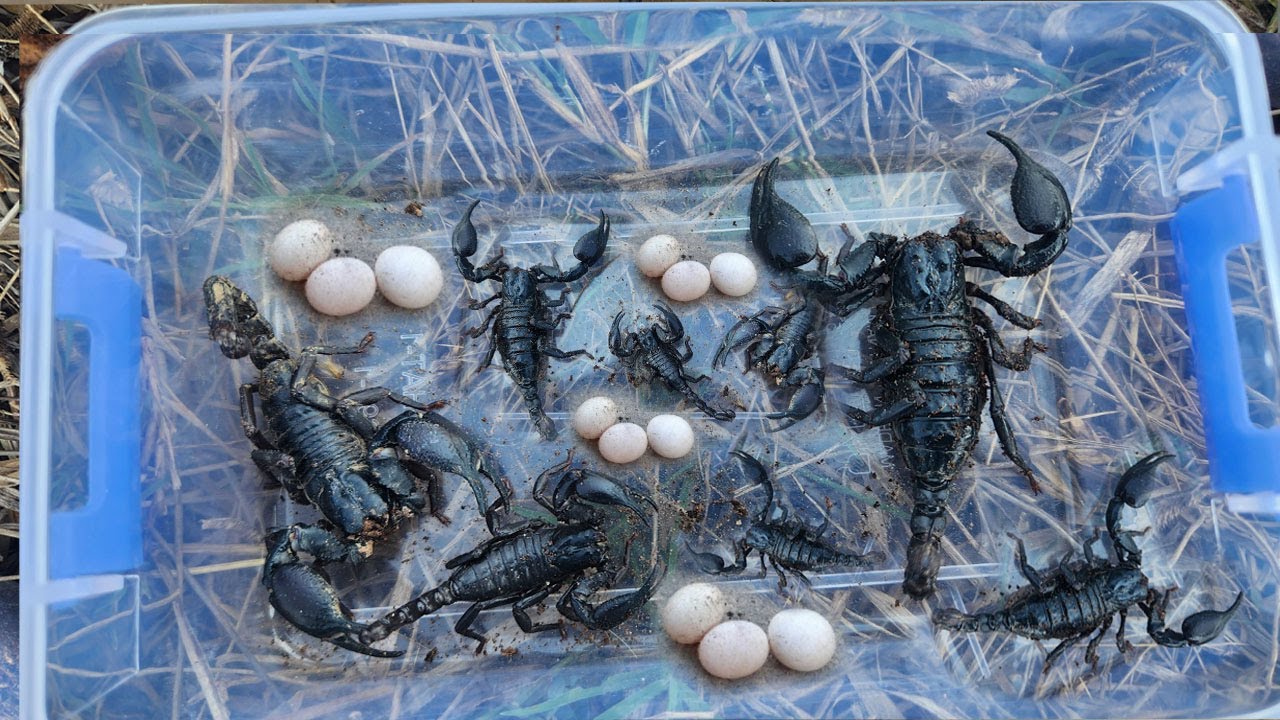 Find To Catch The Dangerous Insects Scorpion, & Fond eggs Lizard Insect Under Old Tree