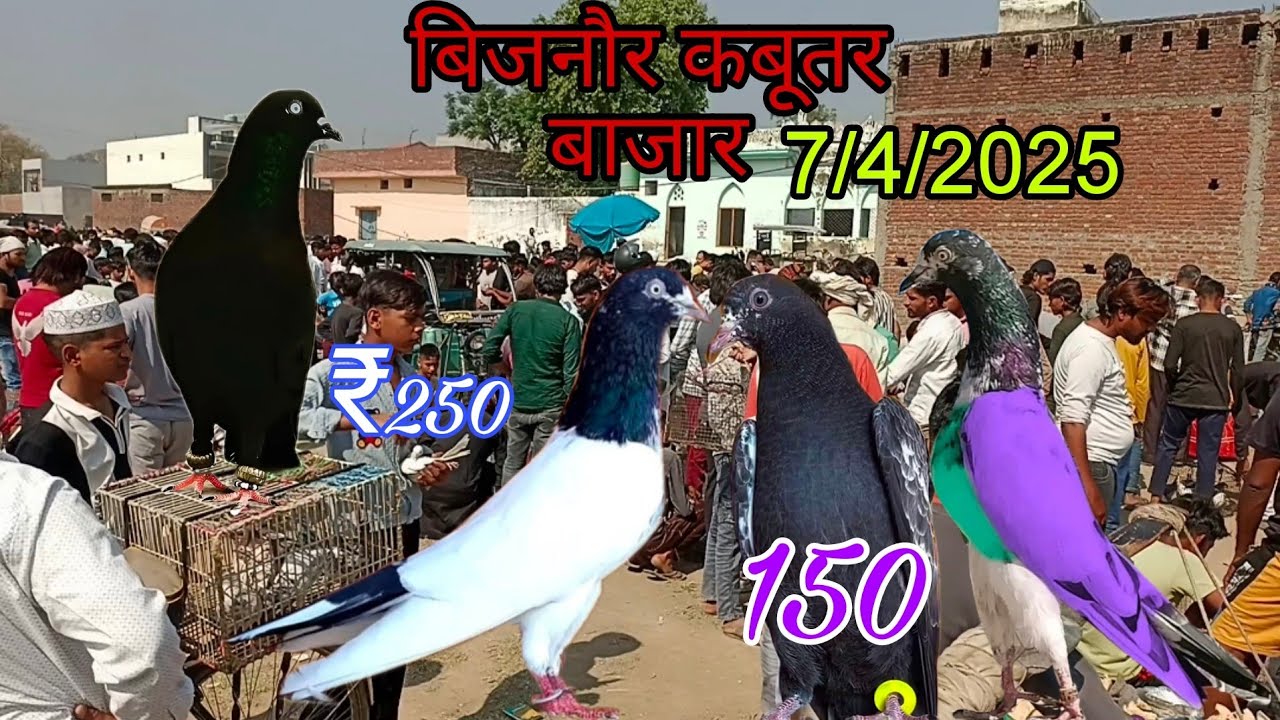 KIRATPUR KABUTAR SUNDAY BAZAAR/किरतपुर कबूतर बाजार