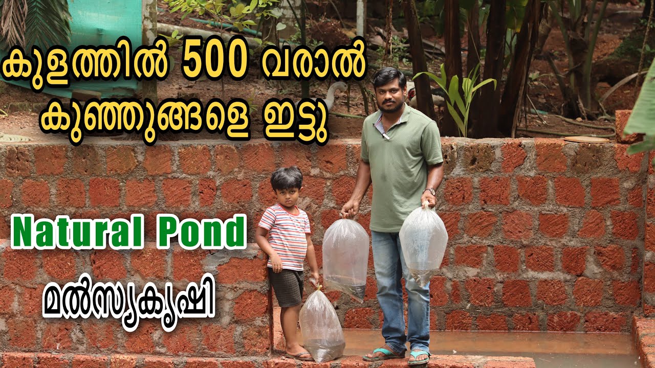 കുളത്തിലെ മൽസ്യകൃഷി | Natural Pond