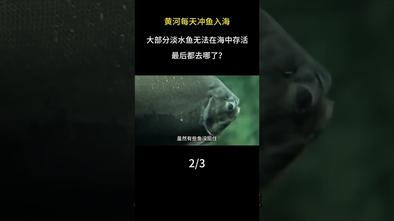黃河每天衝魚入海，大部分淡水魚無法在海中存活，最後都去哪了#黃河#大國重器#科普#科普一下#淡水魚