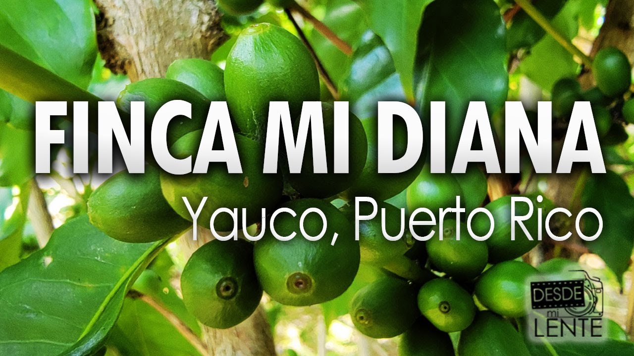 Finca Mi Diana Yauco Puerto Rico
