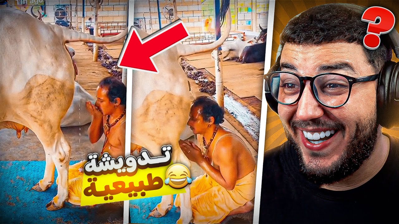 مايمكنش😱 خونا كيدوش بالبول ديال البقرة 😂 تدويشة طبيعية