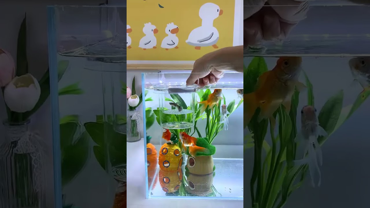 The guppy is about to give birth