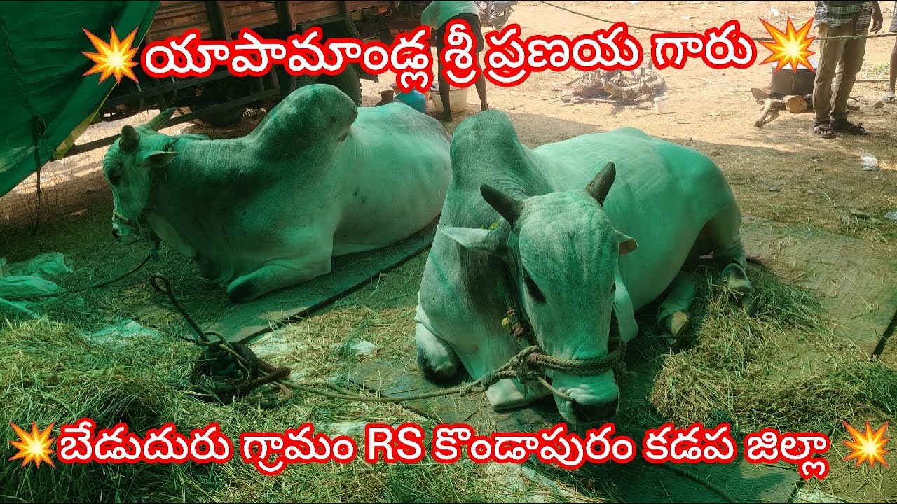 💥🌾కడప జిల్లా రాజంపేట(మ)హత్యరాల ఓల్డ్ కేటగిరి విభాగానికి 3వ జతయాపామడ్ల శ్రీ ప్రణయ గారు 💥17-02-202