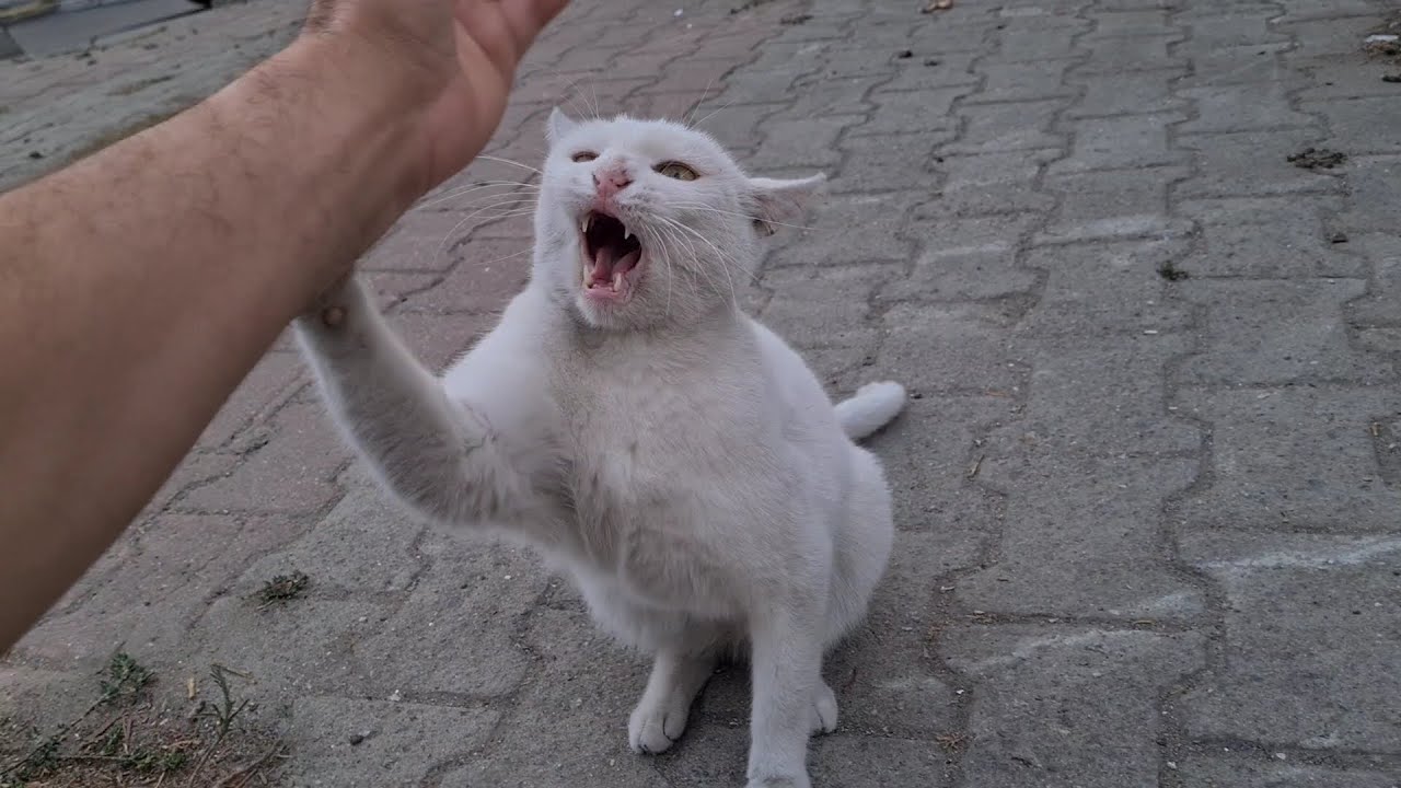 Angry White Cat is acting too Aggressive today.
