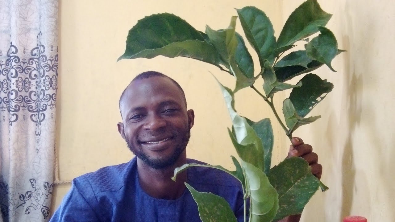 IWULO EWE AKOKO ATI OMI ÀGBỌN