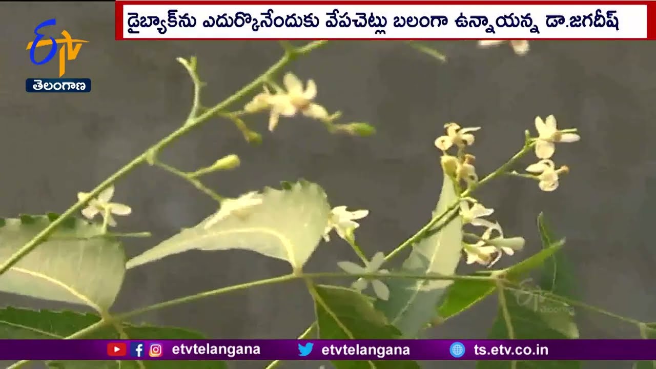 Neem Trees Hit by Dieback Disease | వేప చెట్లు వాటంతట అవే తెగులు నుంచి బయటపడతాయన్న : శాస్త్రవేత్త