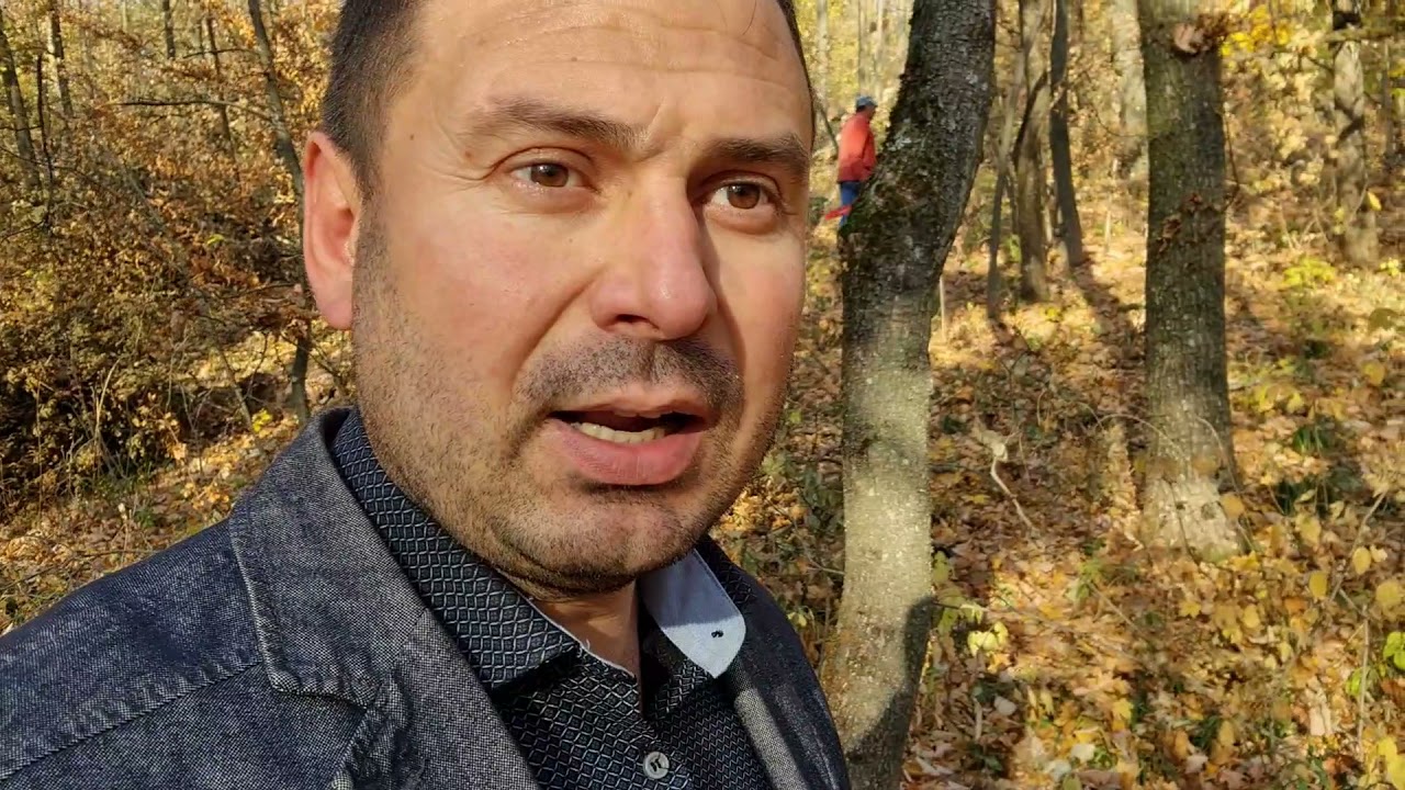 Tăieri masive de pădure la Călărași