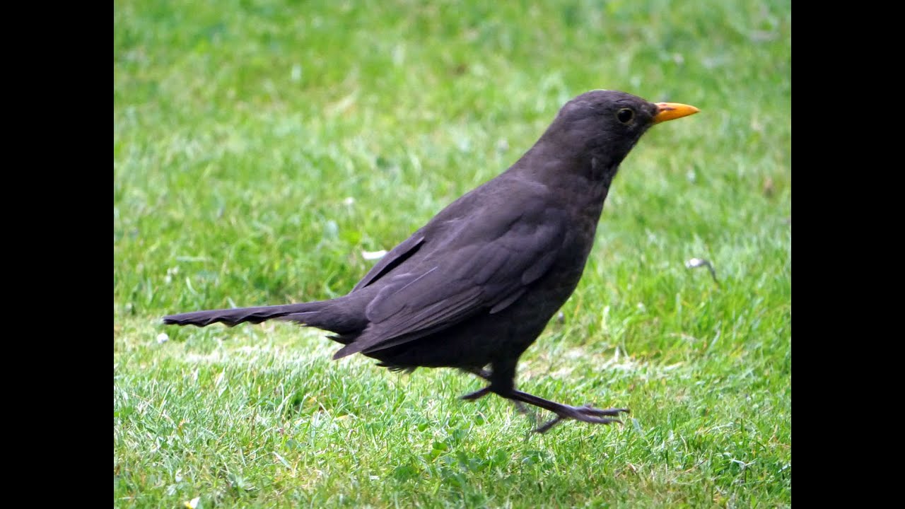 Amseln, die  Fr&uuml;haufsteher am Vogelfutterhaus - zutraulich und verfressen