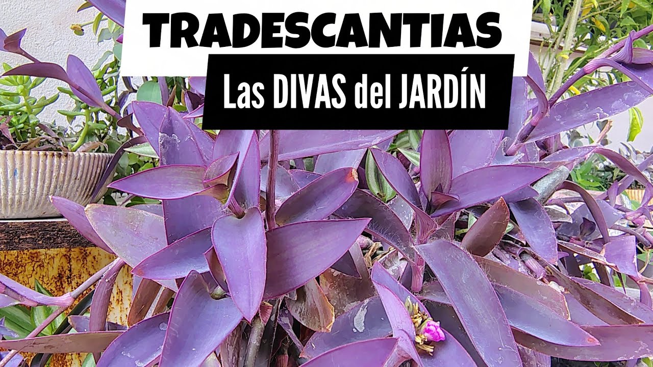 Tradescantia: The Colorful & Easy-Care Houseplant! 🪻❤️ #plants #garden 