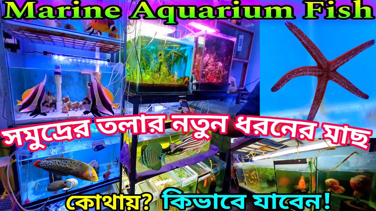 Marine Aquarium Fish Shop Chandannagar | Marine Aquarium Fish Price | Salt Water Aquarium Fish
