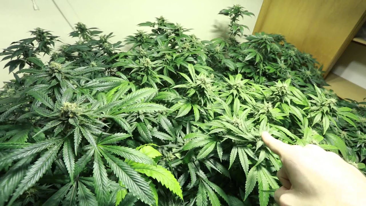 16,000 Watt Multi-Strain Garden Day 42 Q3 2014