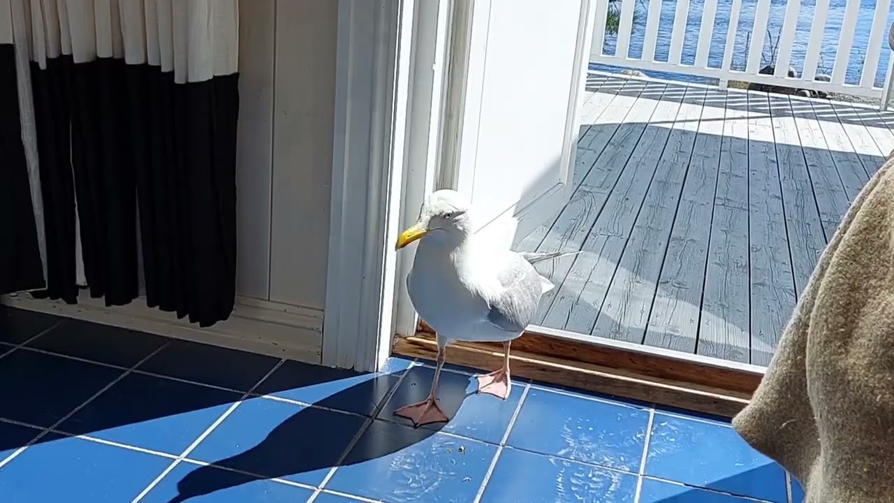 Ei måke vandrer inn i stua hvor det er to katter. A seagull wanders into the living room.