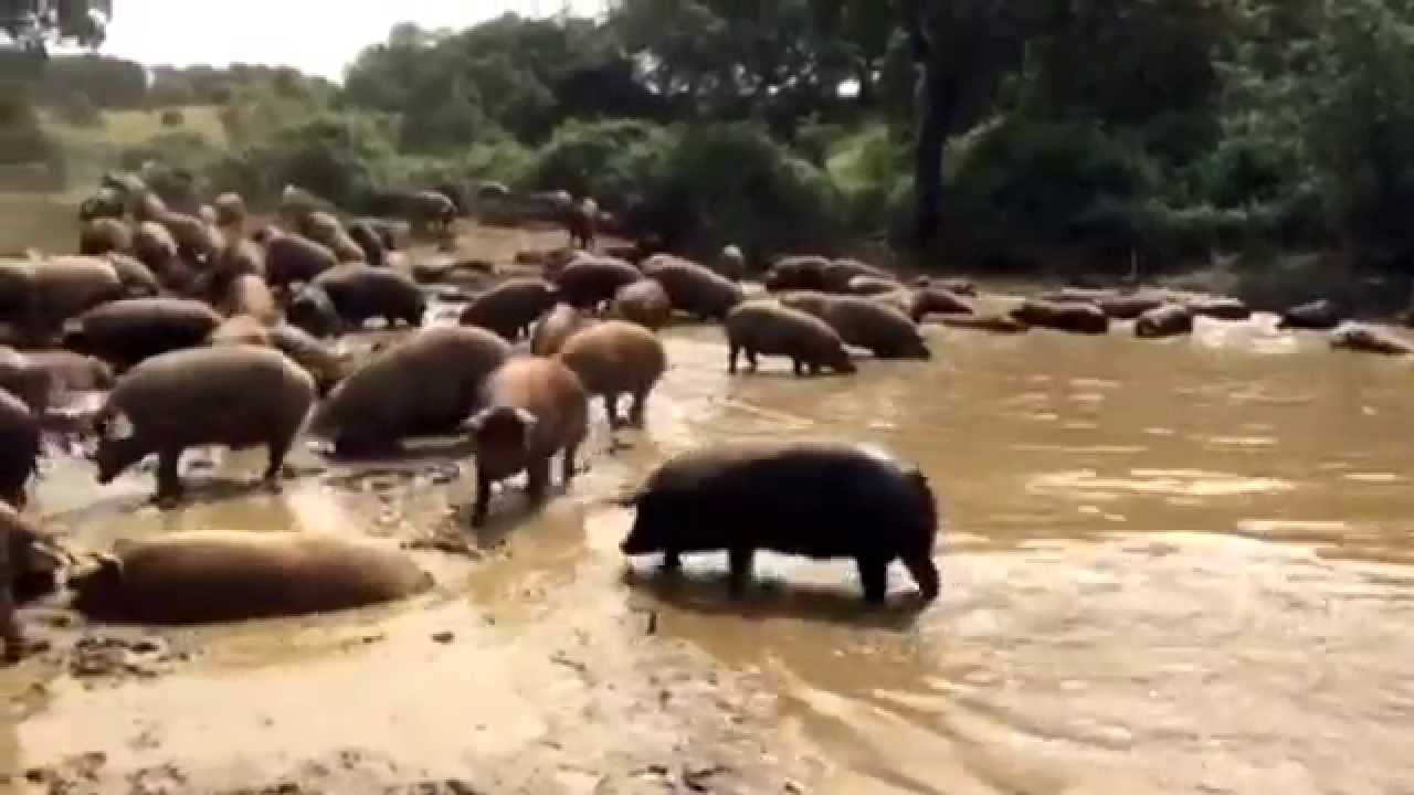 Cerdo de cebo de campo 100% ibérico BEHER en Maldorme.