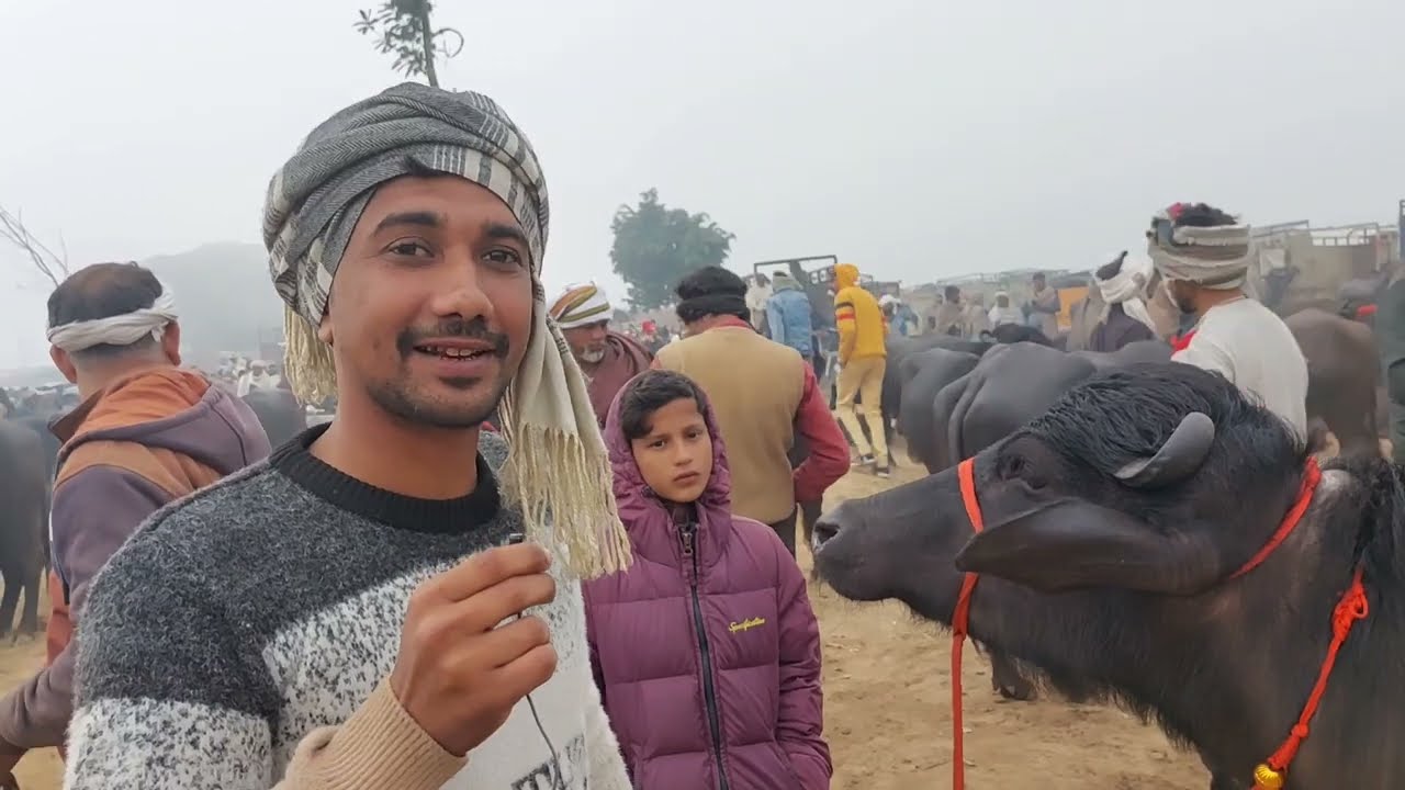मुर्रा कटिया पाडिया की बड़ी मंडी || मढ़ियाई पशु मंडी || सरधना पशु पैठ || Murra Katri || Padi Katiya