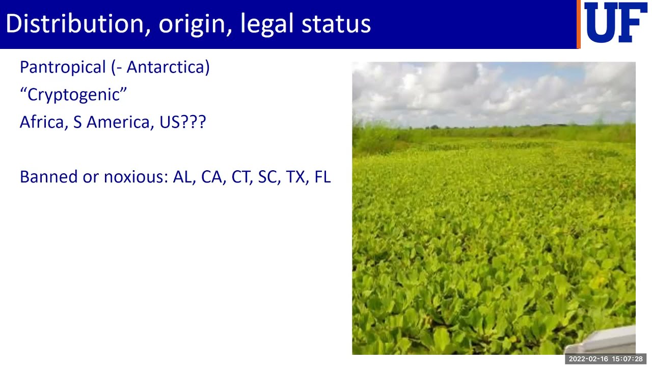 NCF CISMA - Water lettuce identification and control with Dr. Lyn Gettys