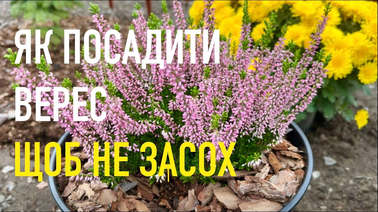 Як правильно посадити Верес | Посадка Вересу у контейнер восени