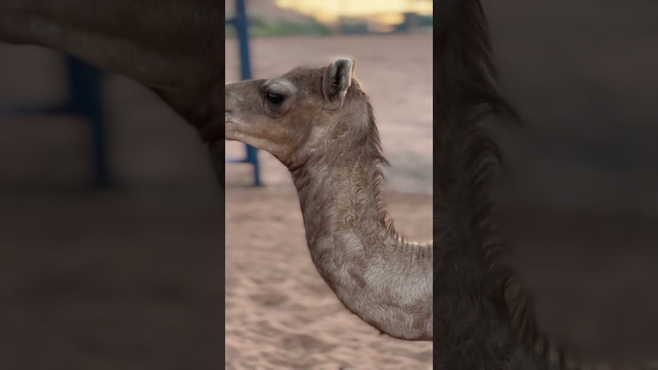 إهداء لمحبين هجن الظبي - أغنية يوم عني يذّت الحيله كلمات الشاعر كميدش بن نعمان أداء الفنان صالح سعيد