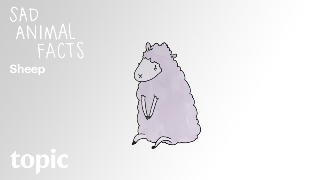 Sheep | Sad Animal Facts | Topic