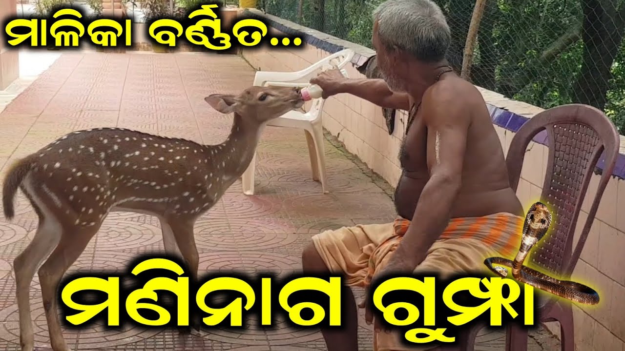 Malika Barnita | Maninaga Gumpha | Guru Krupa |Ame Harina Dekhilu | Jalauka Hill | Sat Gyana