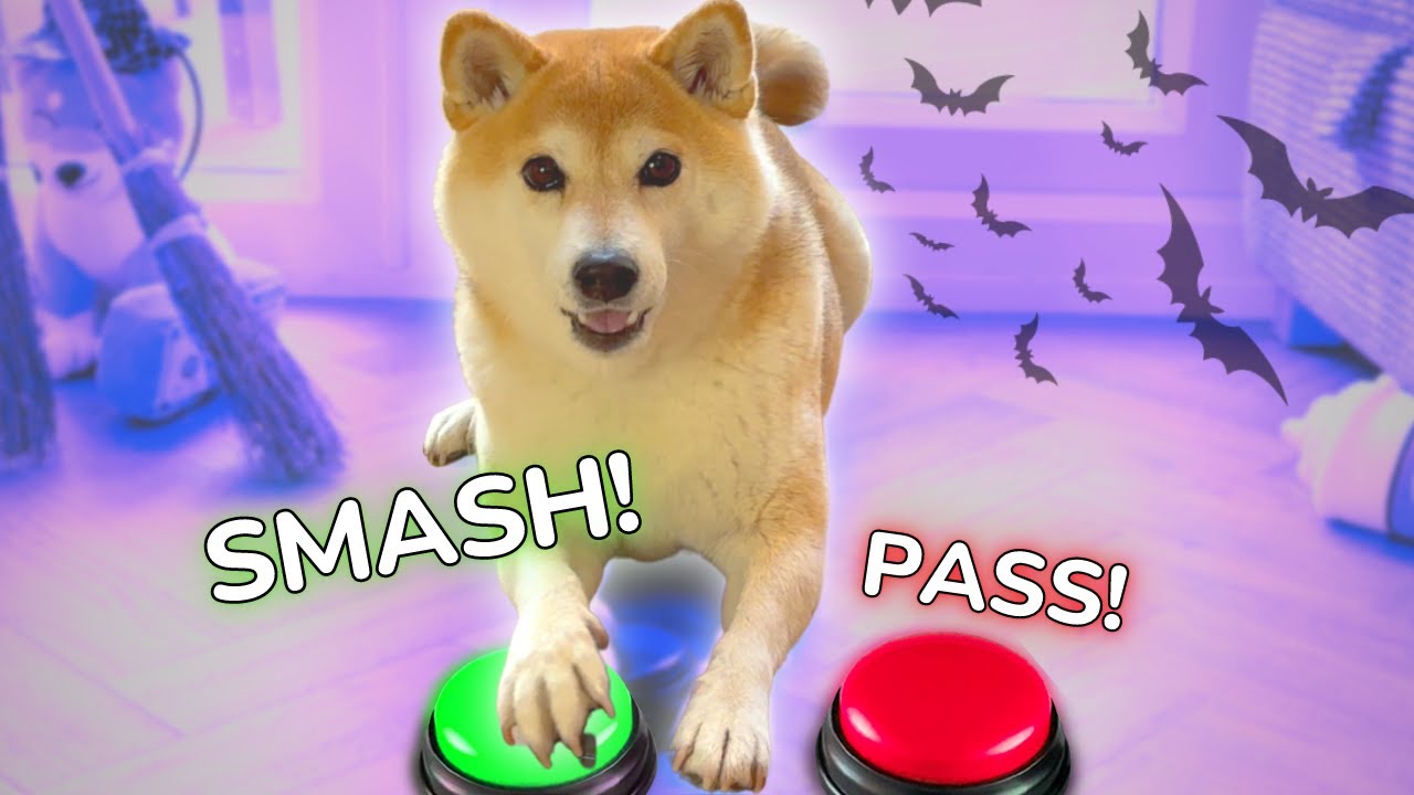 Halloween costumes RATED by dog