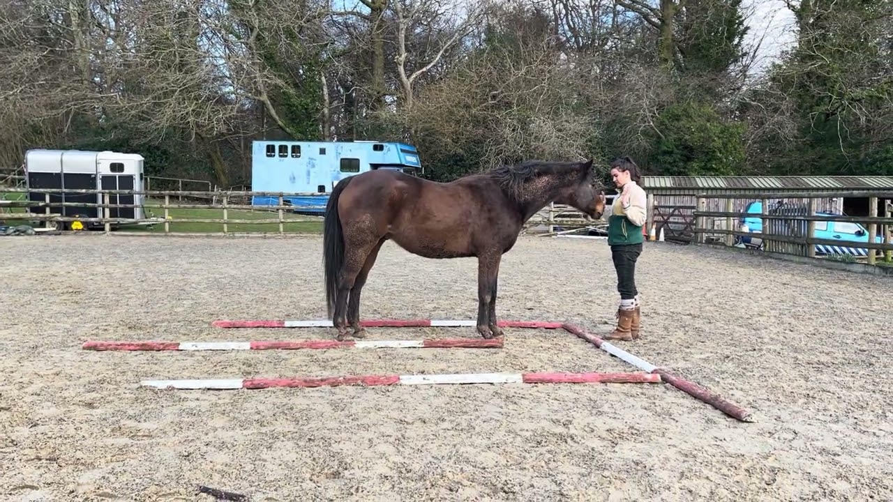 Hazel & Dancer February 2026