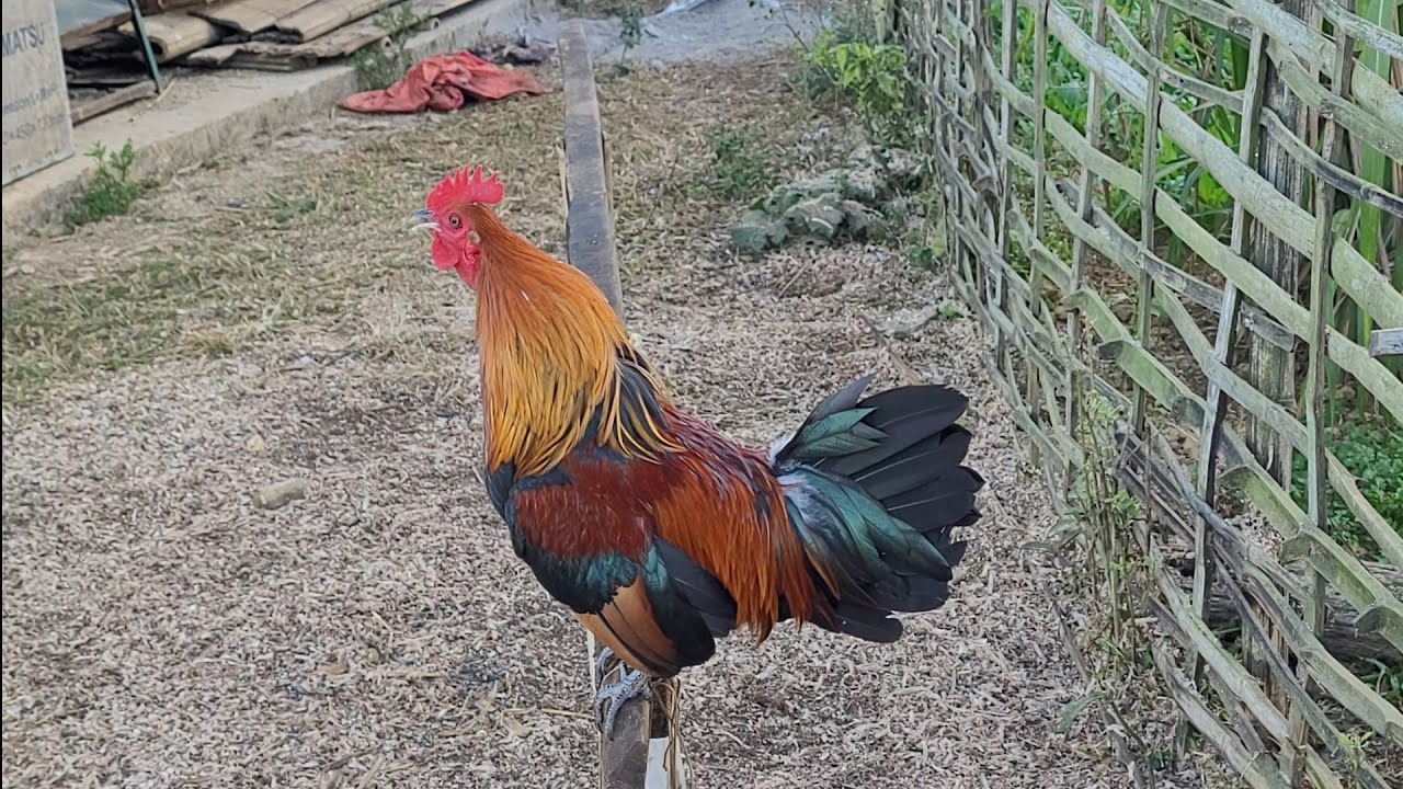 Qaib dib qua zoo 2026