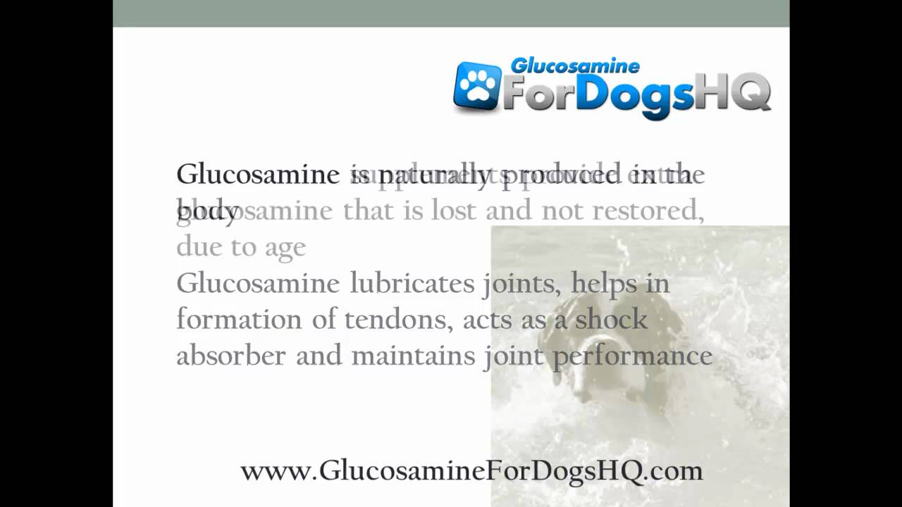 What are Glucosamine Side Effects in Dogs?
