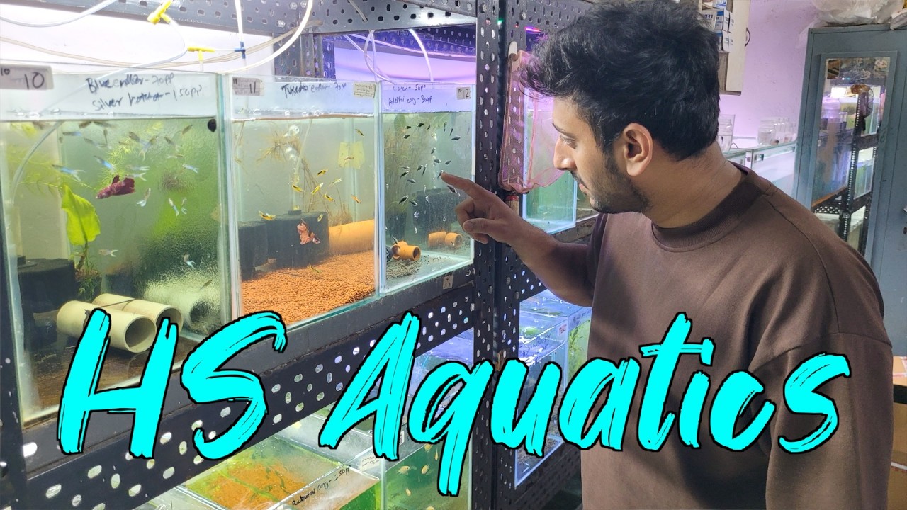 New Fish Stock at HS Aquatics