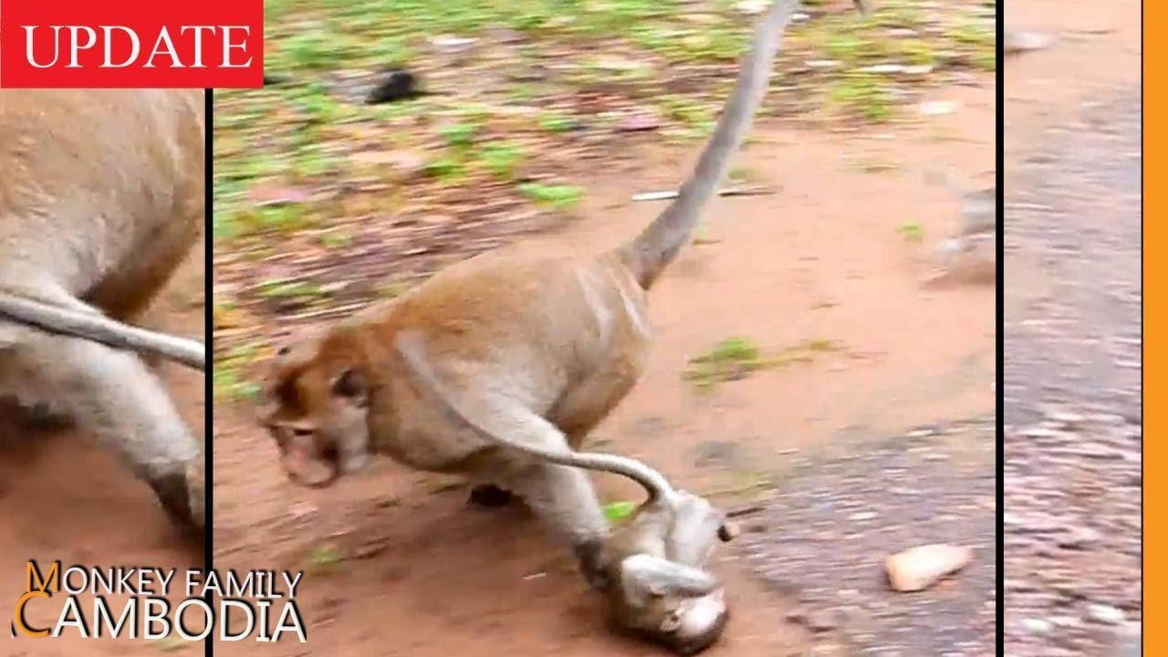 Hot News..Mak Almost Kill Janna | Mak Fiercely Attacked Janna