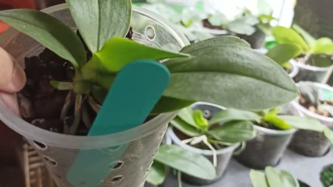樹皮不長白色菌類的處理方式成果分享