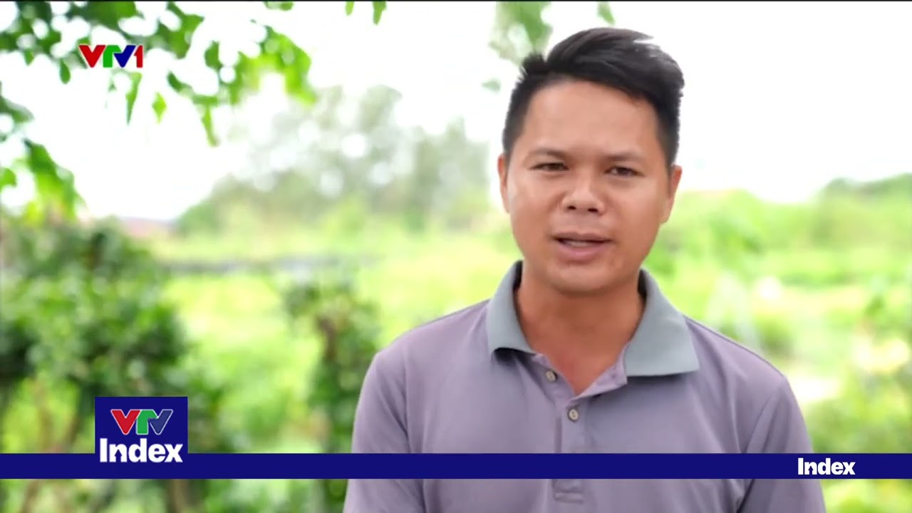 Điều tra, xác minh thông tin mua bán cây kỳ hải nam đang được giao bán đến cả triệu đồng
