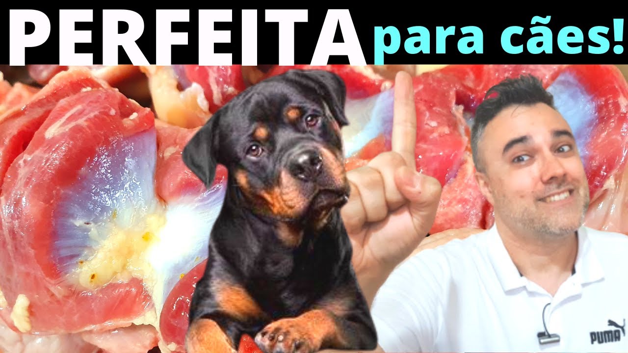 MOELA - PERFEITA E SAUDÁVEL para cães! REVELEI COMO EU FAÇO!