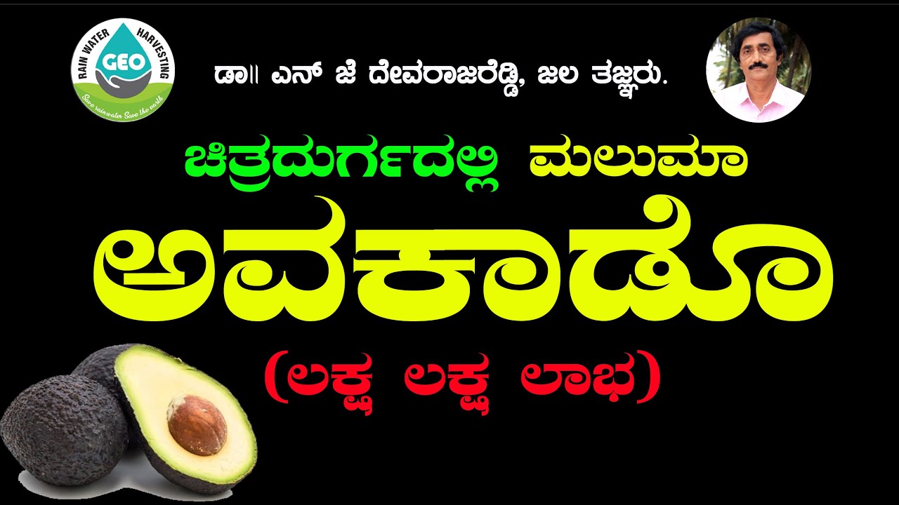 ಅವಕಾಡೋ ಮಲುಮಾ ಚಿತ್ರದುರ್ಗ ದಲ್ಲಿ ಲಕ್ಷ ಲಕ್ಷ ಲಾಭ , Avakado Mauma variety high profit