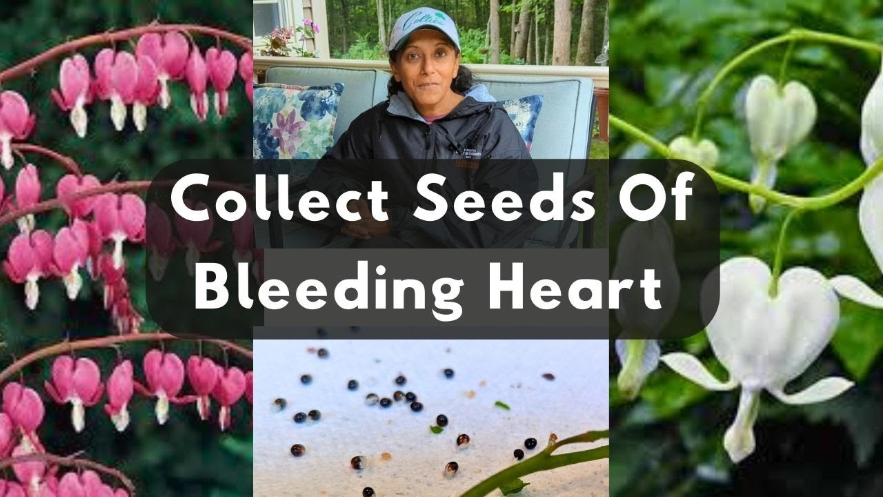 How To Collect Bleeding Heart Seeds | Plant Bleeding Heart Seeds & Grow Plants