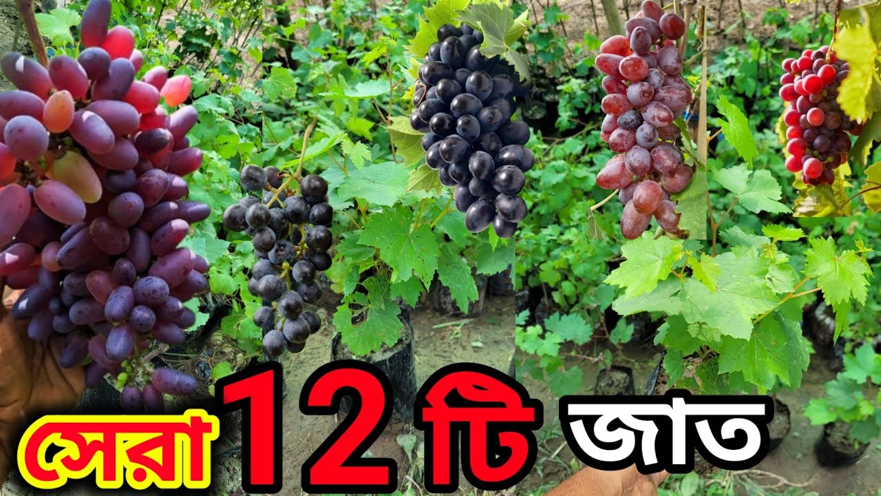আঙ্গুরের সেরা 12টি জাত পাবেন অনলাইনে। নিজস্ব মাতৃগাছ তৈরী নিজে তৈরী করা 100% সঠিক জাত।