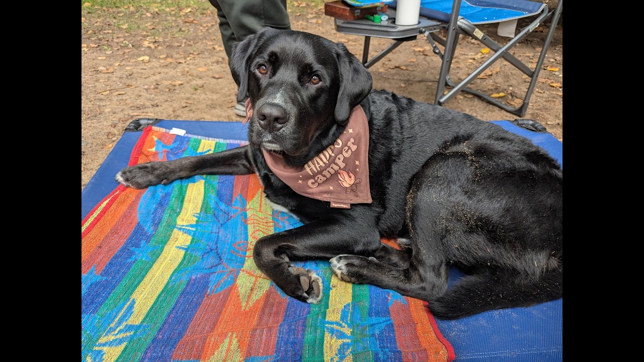 Pancake Bay Pooch Day