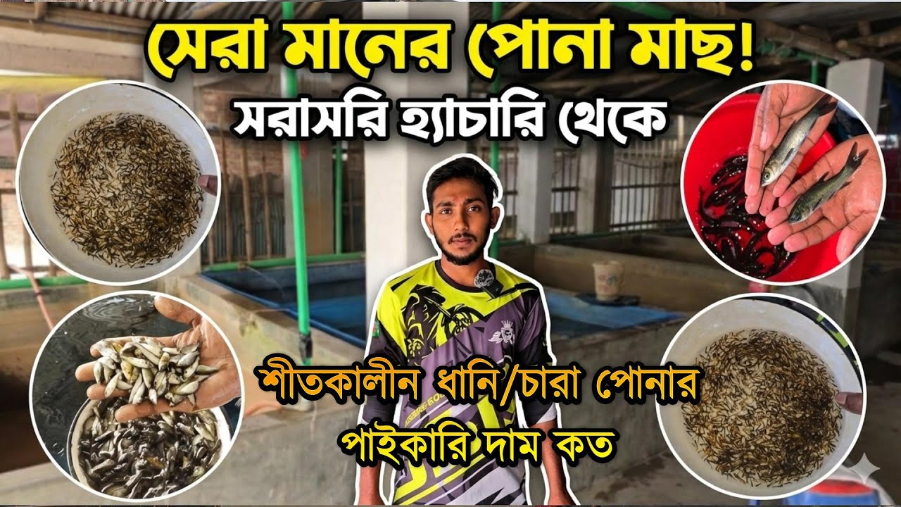 শীতকালীন ধানি পোনার পাইকারি দাম কত, মাছ চাষীদের প্রয়োজনীয় তথ্য সহ সকল মাছের দাম যেনে নিন।
