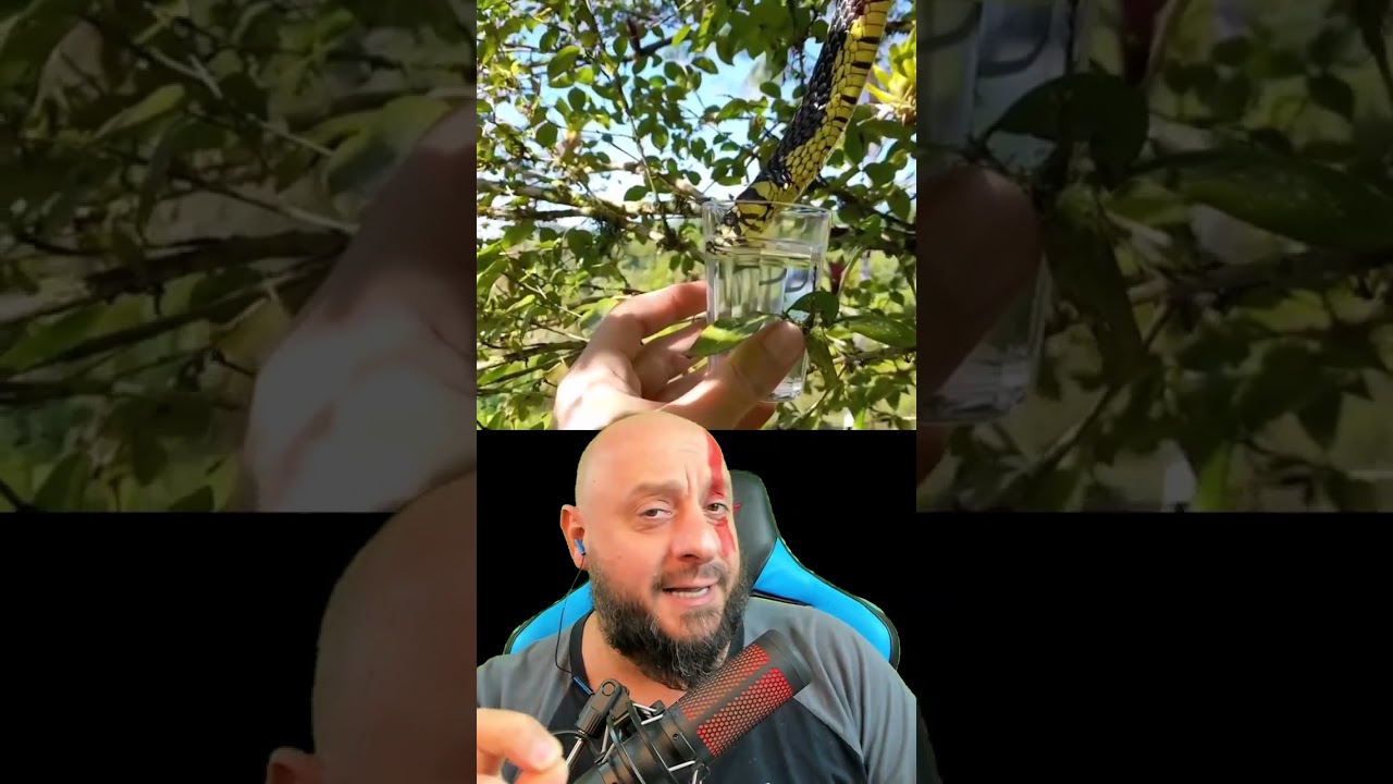 Cobra caninana bebendo &aacute;gua no copo, inacredit&aacute;vel! @Xavier Glaudas