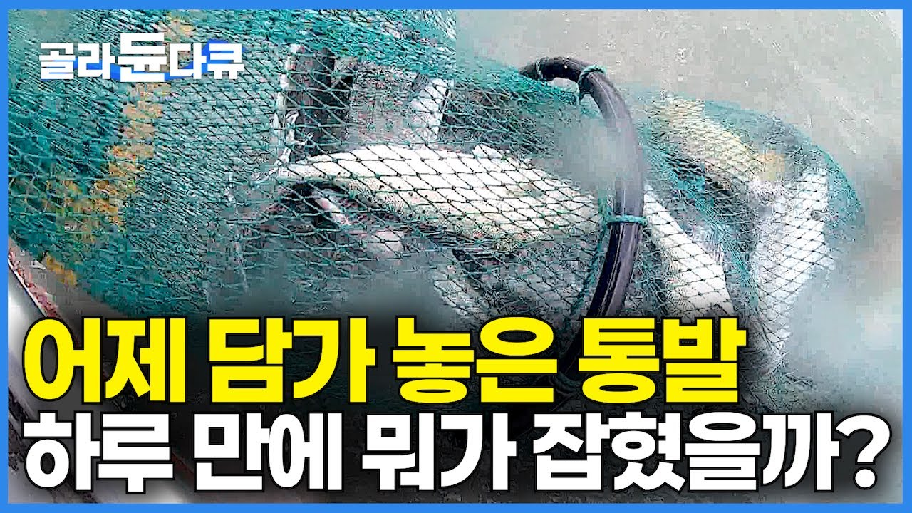 뭐 먹고살아야하나 고민 끝에 귀어한 지 11년. 통발만 담가놨는데 방어에 농어에 문어까지｜돈에 치어 사람이 치어 바닷가 섬마을 정착했더니 먹고 살 걱정 없다｜한국기행｜#골라듄다큐