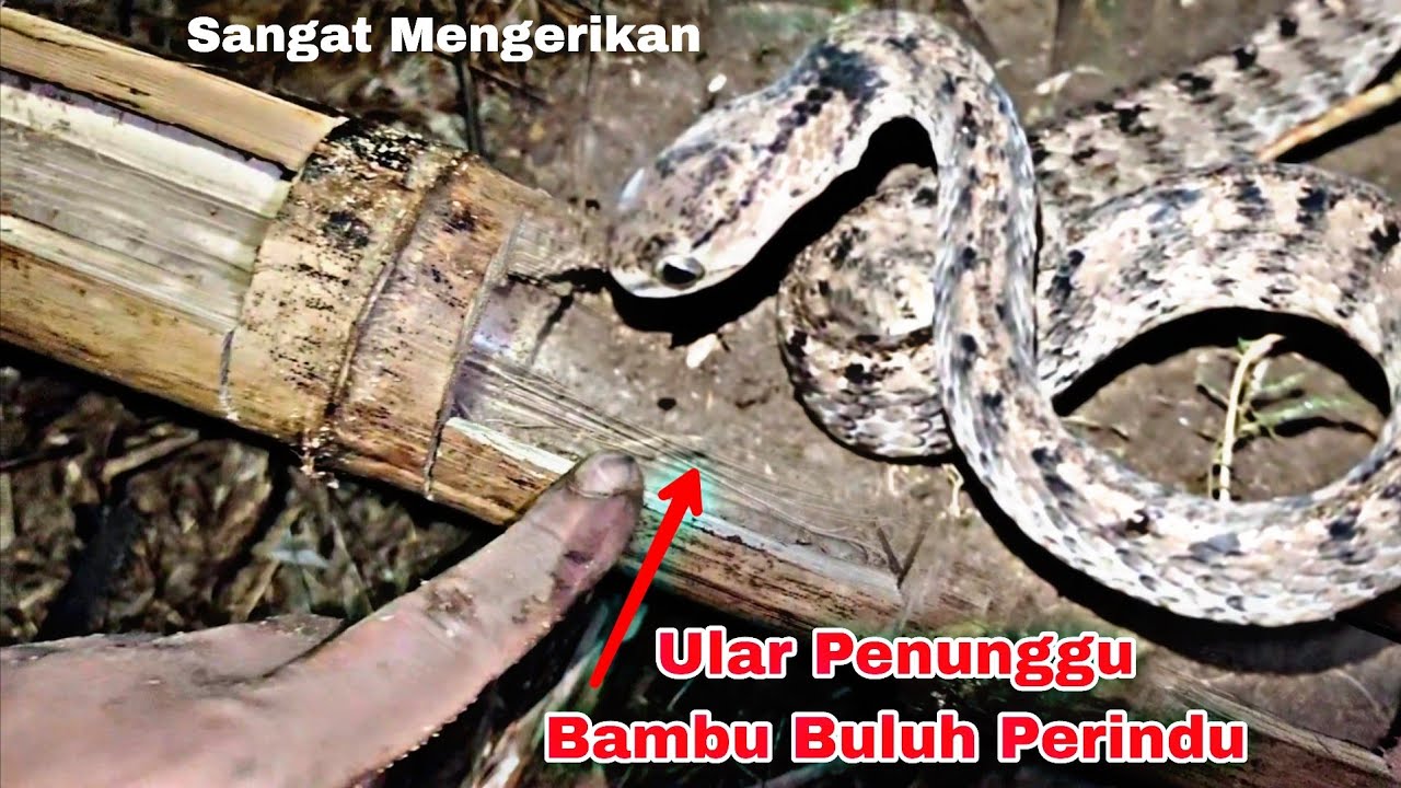 Bambu Buluh Perindu Di Tunggu Ular Coklat Di Bawah Rumpun Bambu Jawa 
