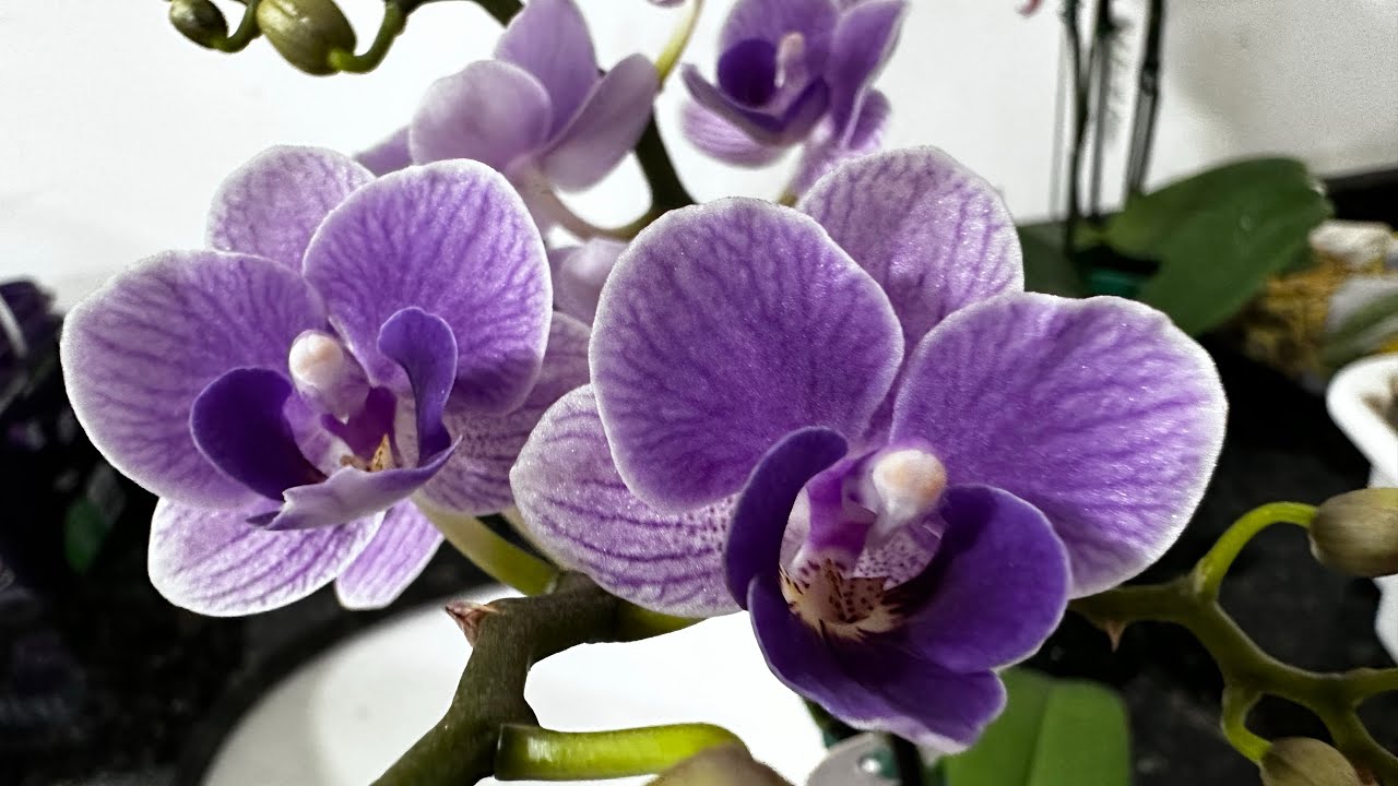 PHALAENOPSIS VIOLET QUEEN( rifas 35992110913)