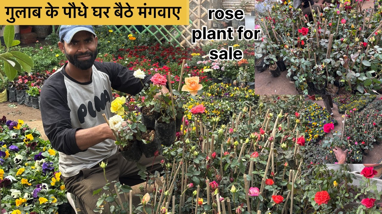 गुलाब के पौधे अब हर घर में खिलेंगे।rose plant for sale English Gulab