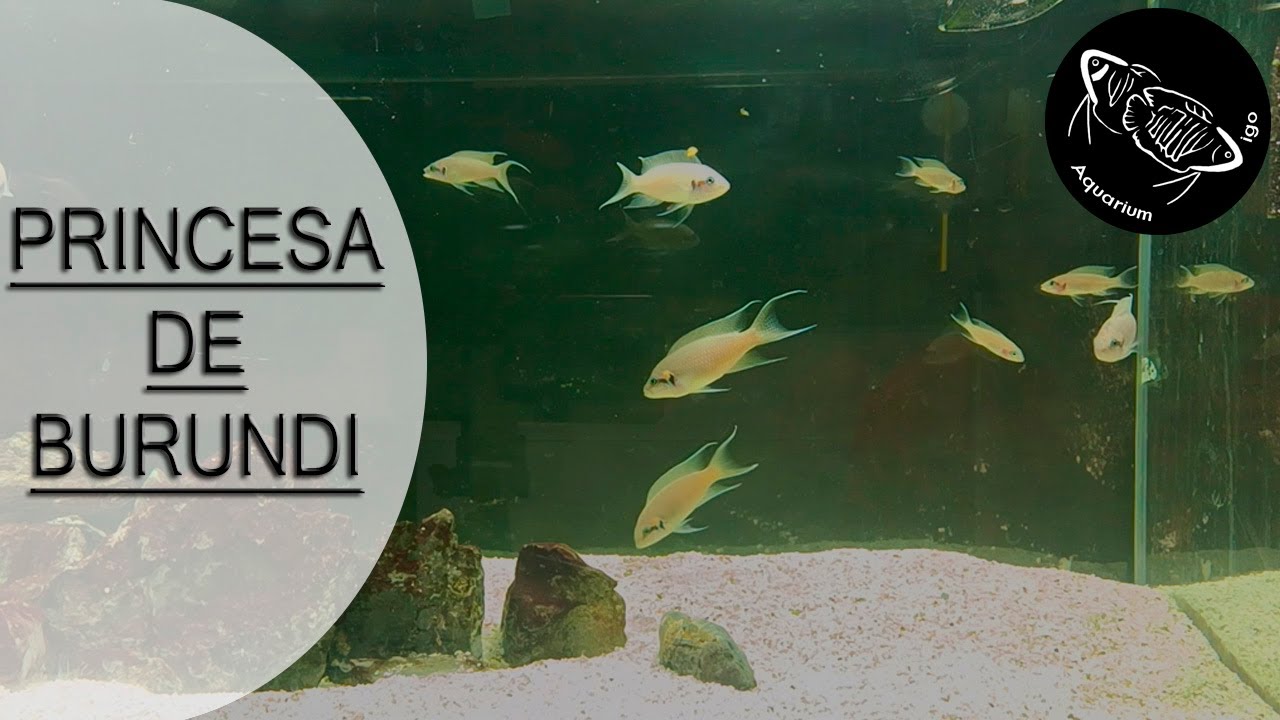 👑PEZ PRINCESA DE BURUNDI. Neolamprologus Brichardi. Ciclidos Africanos Pequeños PARA ACUARIO 160 L.