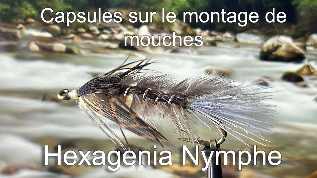 83- Hexagenia nymphe HD