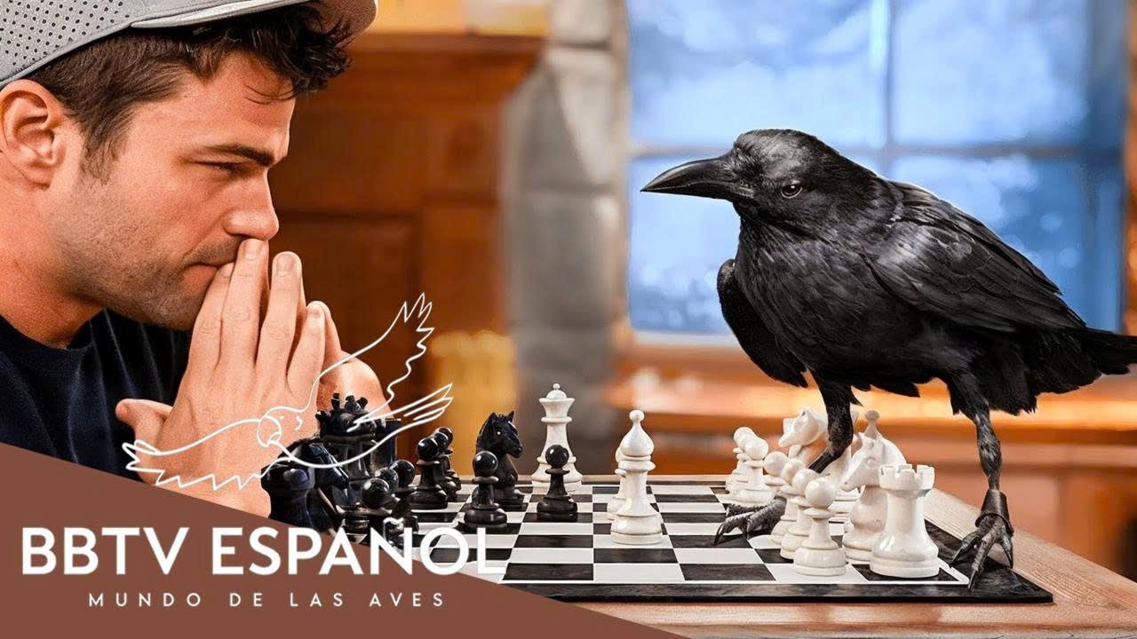 15 Aves Más Inteligentes Del Mundo: ¡No Creerás Cómo Usan Su Inteligencia! | BBTV Español