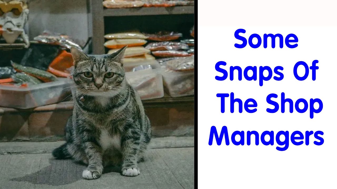 Feline Employees Who Deserve A Raise For Being This Cute (New Pics) - Cute Cats