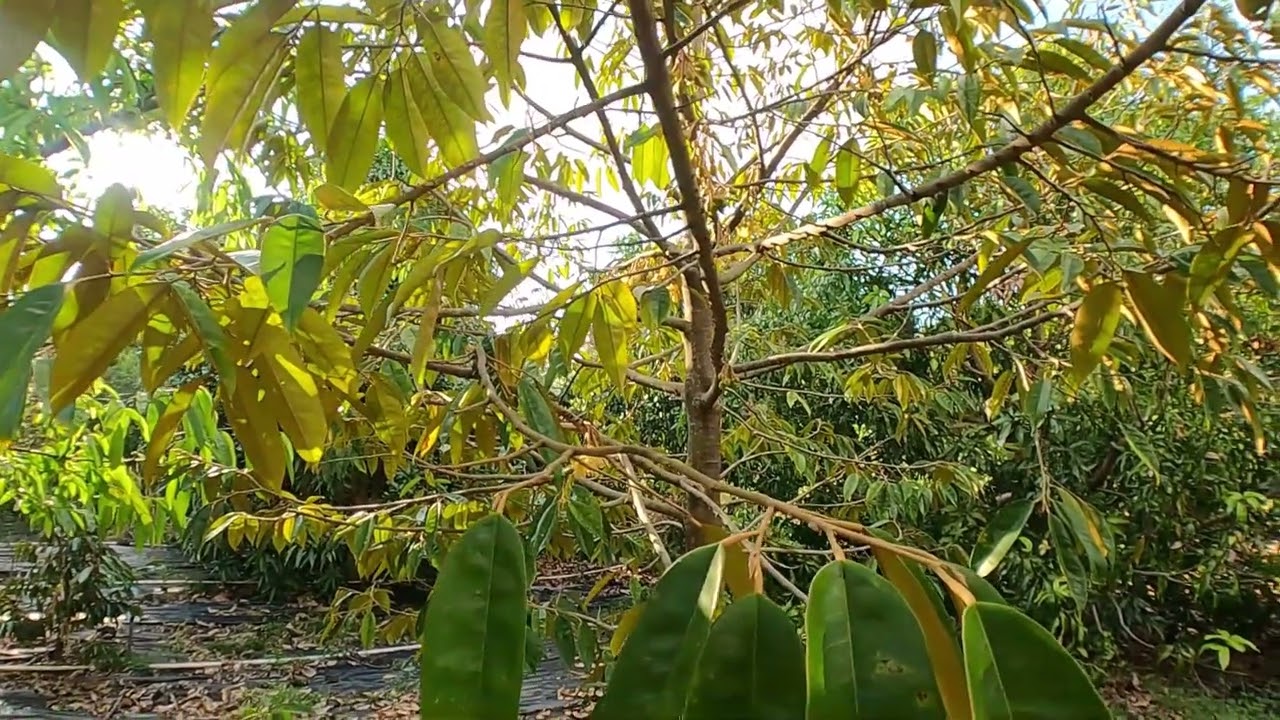 DURIAN FLOWERS - a RARE peek at Durio zibethinus flowers