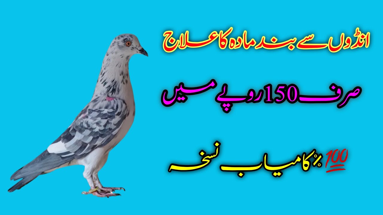 Andon Se Band Mada Ka Ilaj || Andon Se Band Kabootri Ka Ilaj || Afzaal Pigeons