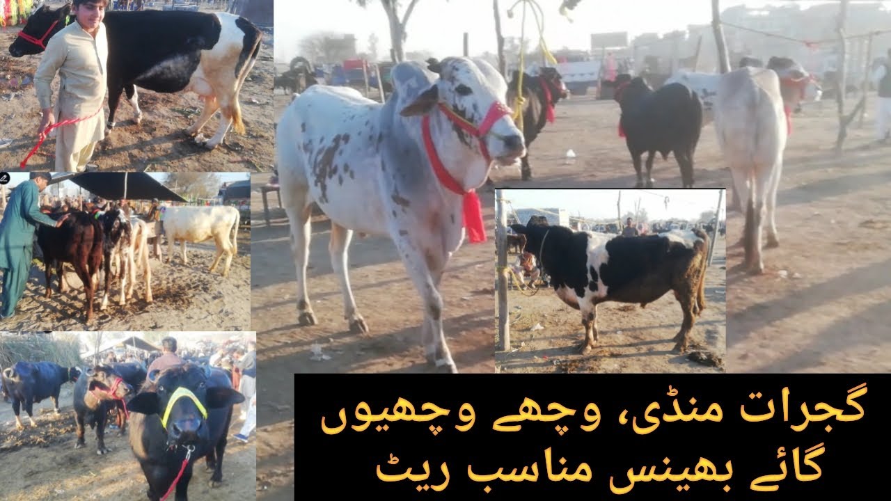 Gujrat city ki Saturday wali Mandi ma Cow, Bafflow, Heifers | low rates animals, bhans, gaiy, Rates